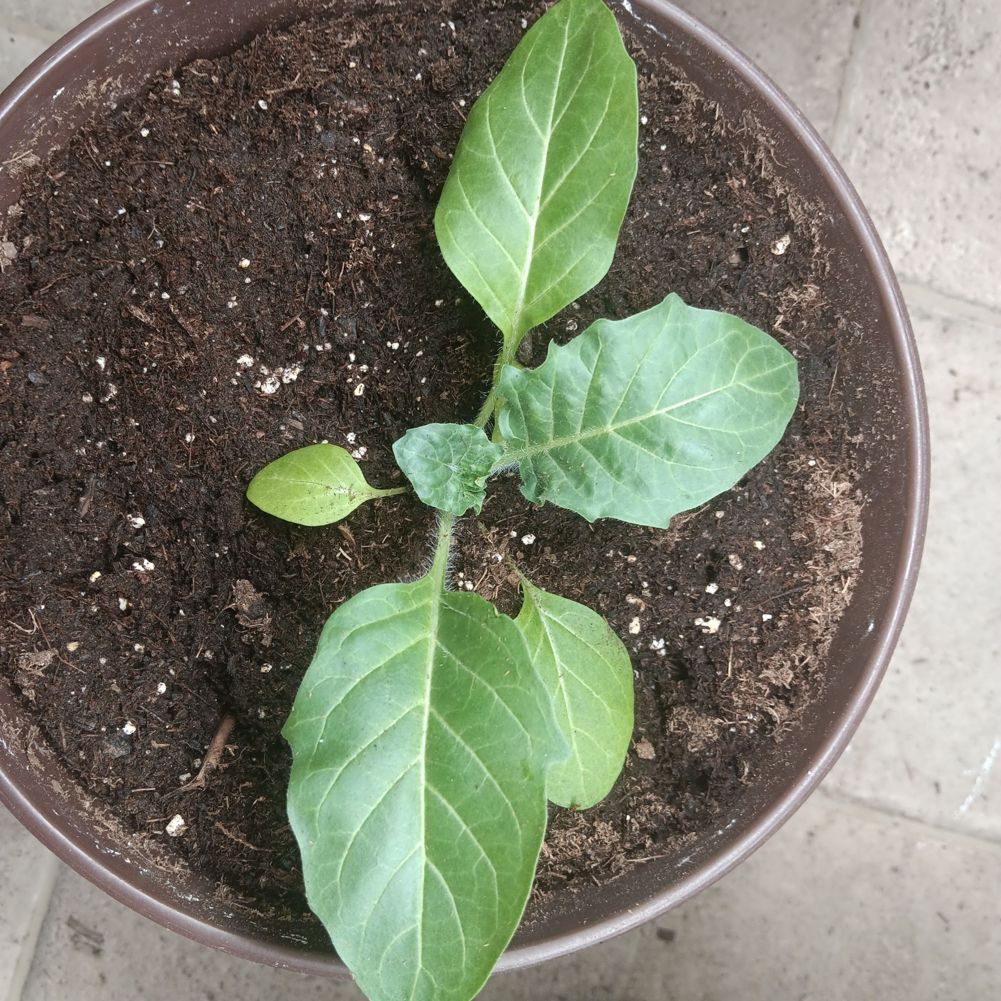 Photo of the plant species Henbane by @IntenseRamarama named Messi on Greg, the plant care app