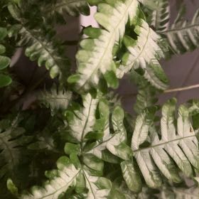 Photo of the plant species Silver Brake Fern by @FoxyBlackpine named Beckham on Greg, the plant care app