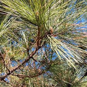 Photo of the plant species Loblolly Pine by @ShrewdOakmoss named Demi on Greg, the plant care app