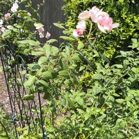 Photo of the plant species Prairie Rose by @HelperDracopis named Apollo on Greg, the plant care app