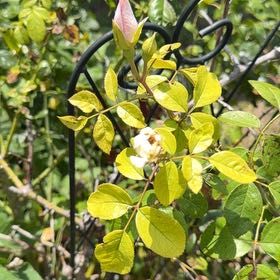 Photo of the plant species Multiflora Rose by @HelperDracopis named Baesil on Greg, the plant care app