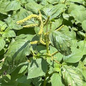 Photo of the plant species Palmer's Amaranth by @HelperDracopis named Anne on Greg, the plant care app