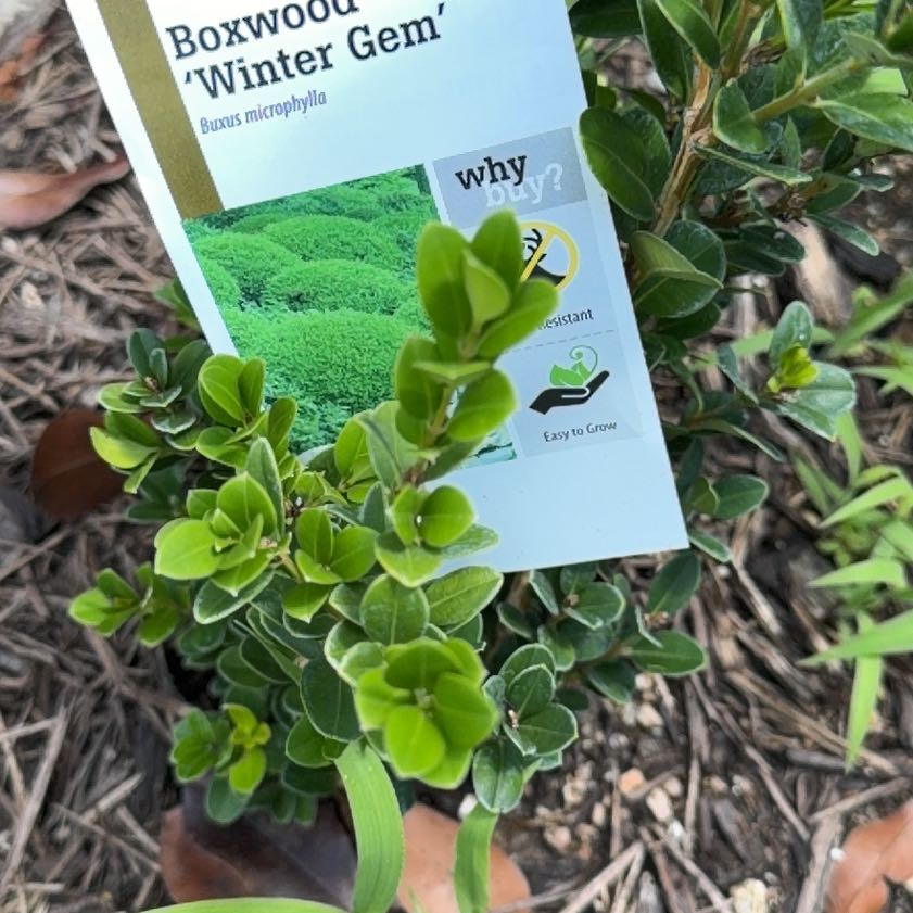Photo of the plant species Common Boxwood by @HelperDracopis named Elle on Greg, the plant care app