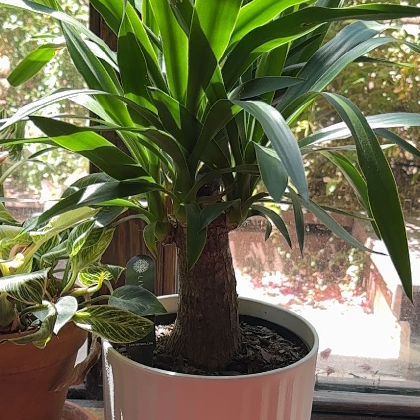 Photo of the plant species Mountain Flax by @LordlyPipevine named Kylie on Greg, the plant care app