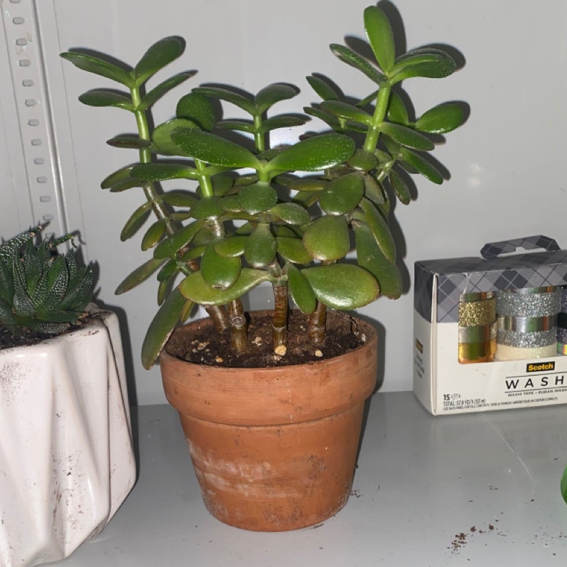 Basil Care 101: Water, Light & Growing Tips