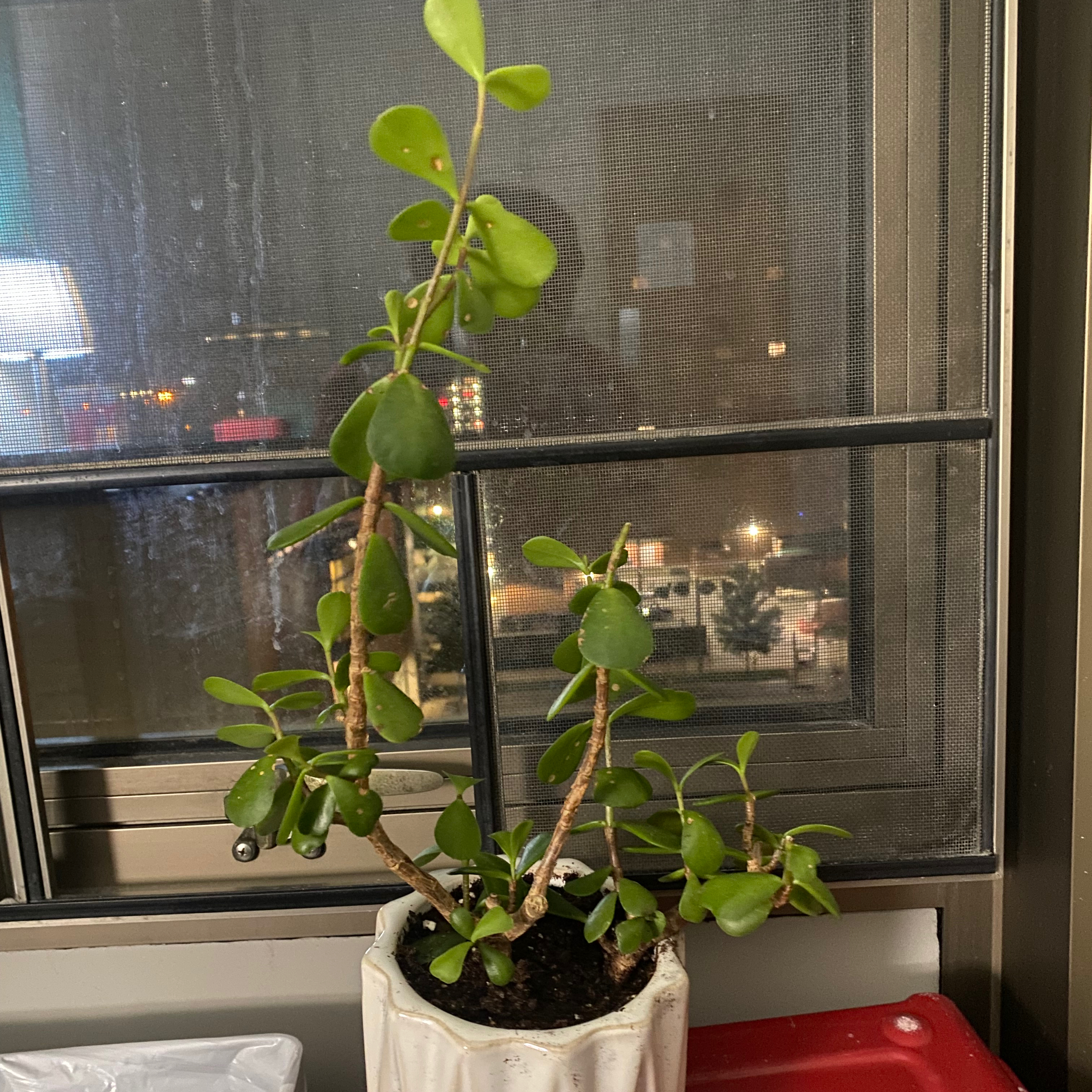 Jade plant in a white pot on a windowsill with a cityscape background.