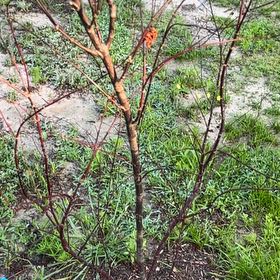 Photo of the plant species Summer Red Maple by @SoundlyEmoryoak named Ronaldo on Greg, the plant care app