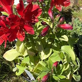 Photo of the plant species Peruvian-Lily by @AssuredAirplant named Planty on Greg, the plant care app