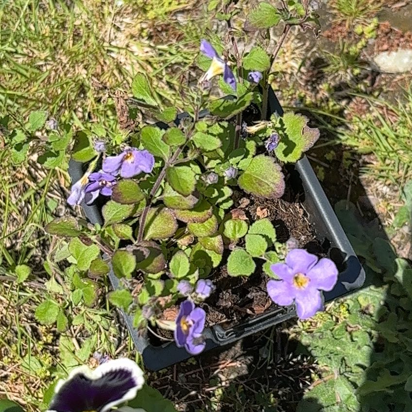 Photo of the plant species Common Dog Violet by @AssuredAirplant named Terra on Greg, the plant care app