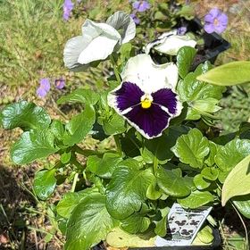 Photo of the plant species Wild Pansy by @AssuredAirplant named Athena on Greg, the plant care app