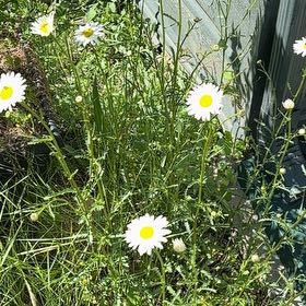 Photo of the plant species Ox-Eye Daisy by @AssuredAirplant named Achilles on Greg, the plant care app