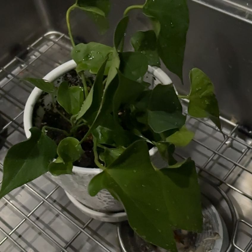 Photo of the plant species Flamingo Lily by @peachykeen42 named Sol on Greg, the plant care app