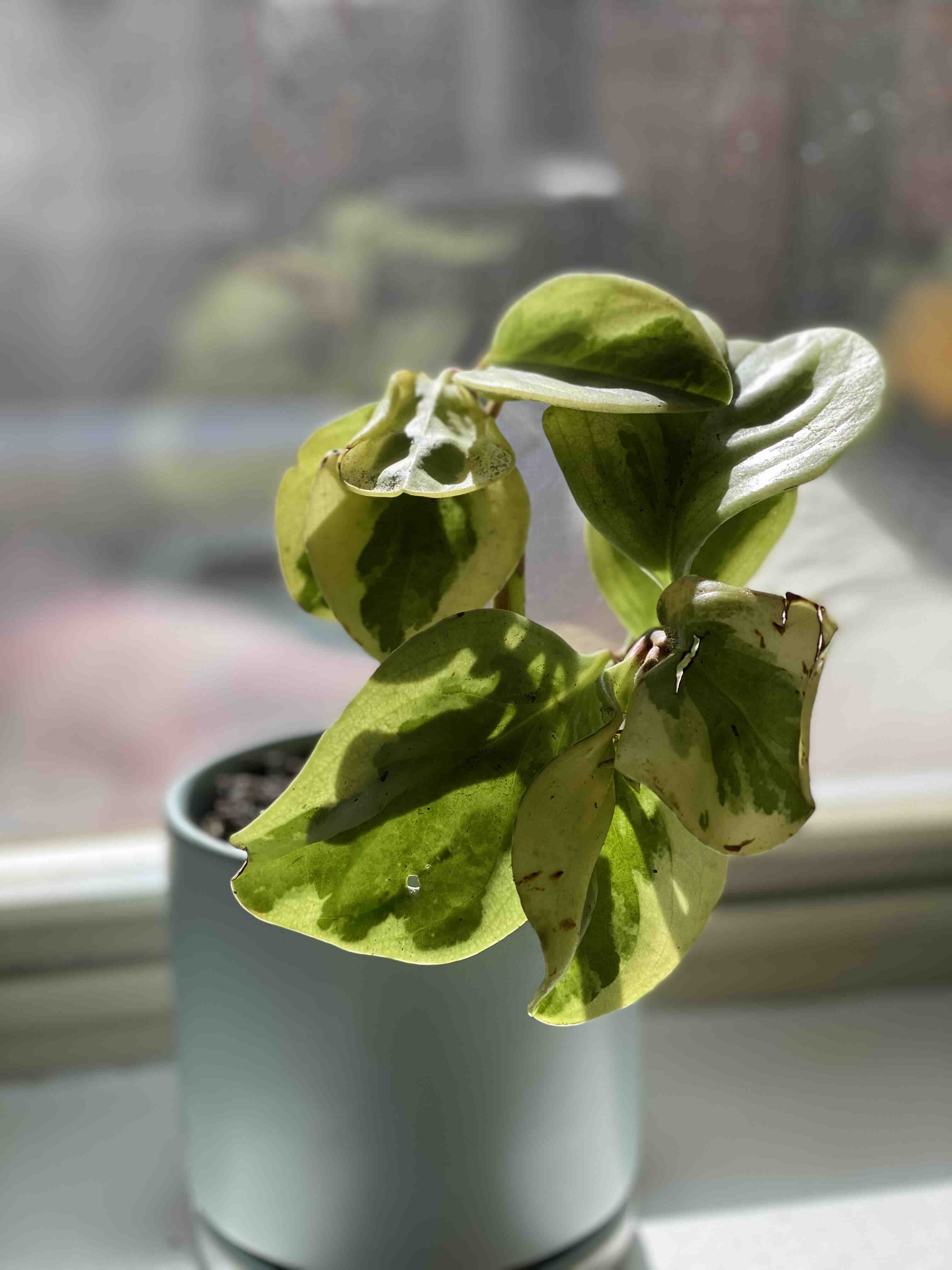 Golden Gate Peperomia plant in a pot with variegated leaves and some browning edges.