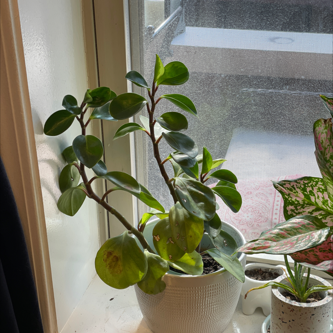 Golden Gate Peperomia plant on a windowsill with some yellowing and browning leaves.