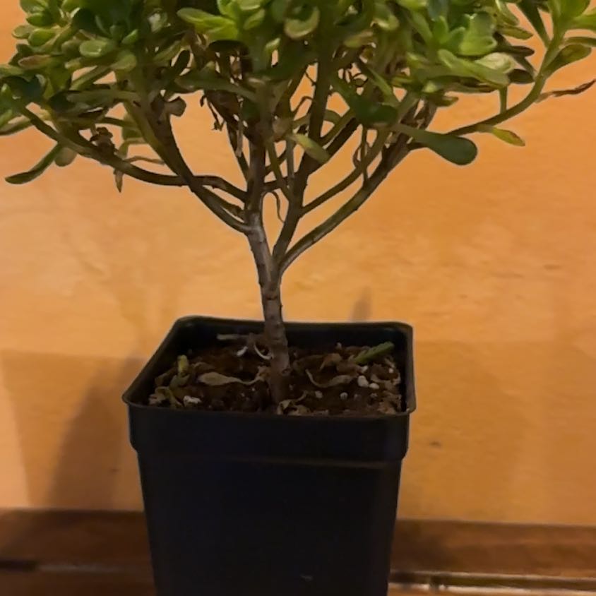 Photo of the plant species irish blessing tree by @GladSucculents named LiloStitch on Greg, the plant care app
