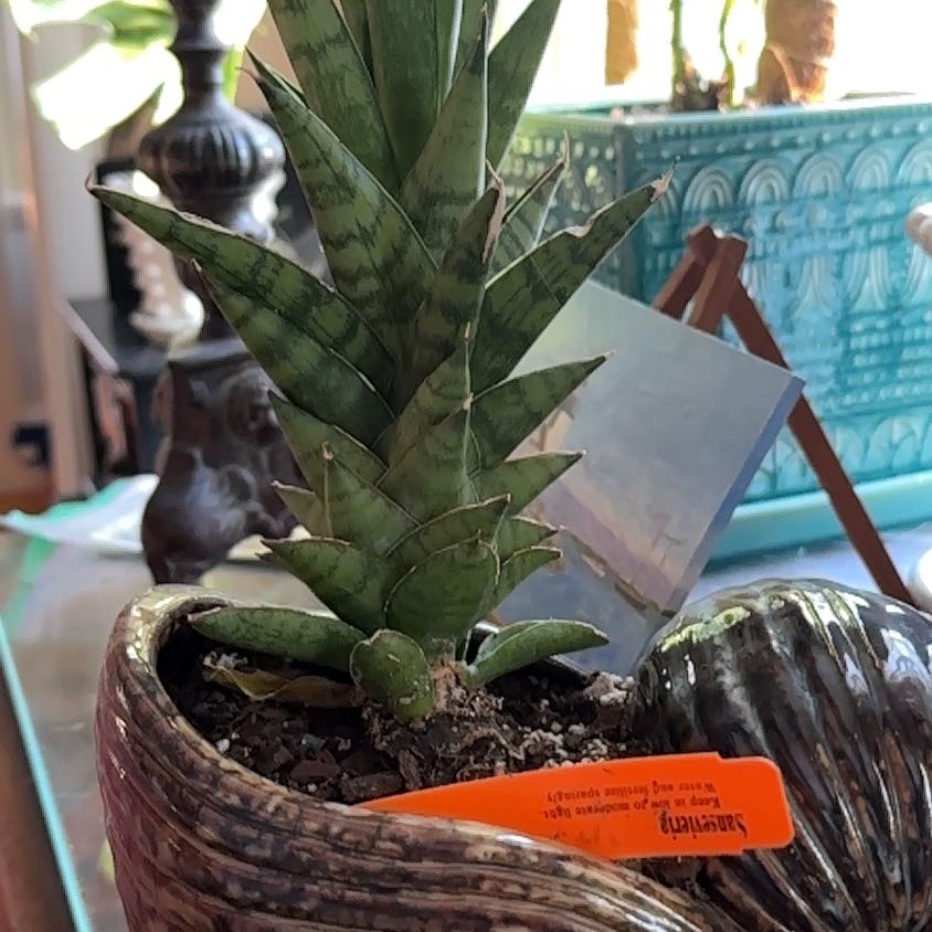 Photo of the plant species Sansevieria by @GladSucculents named Baesil on Greg, the plant care app
