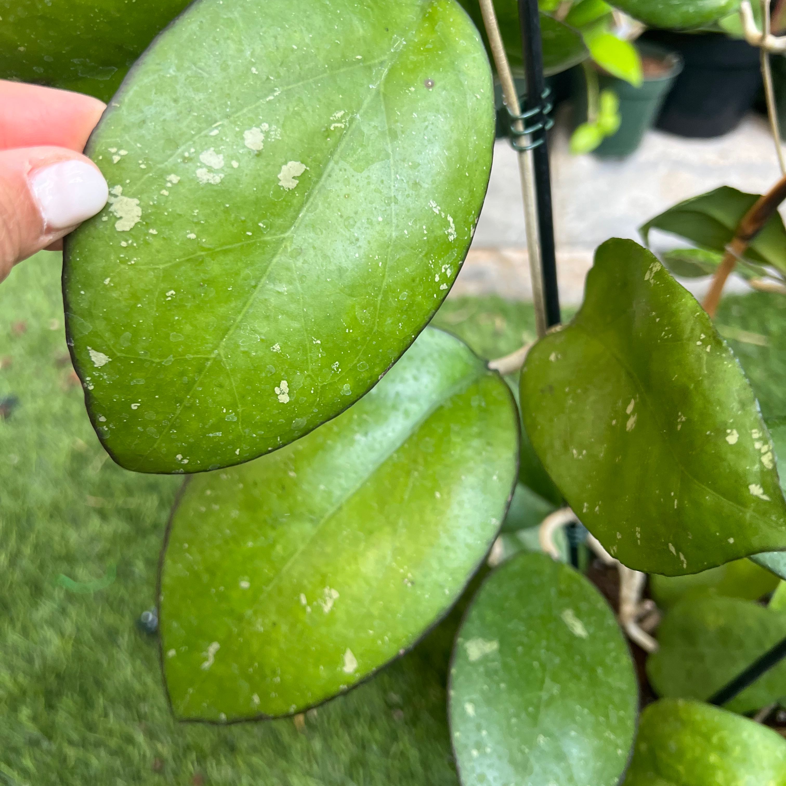Photo of the plant species Hoya Joy by @EsteemedPalmier named Planty on Greg, the plant care app