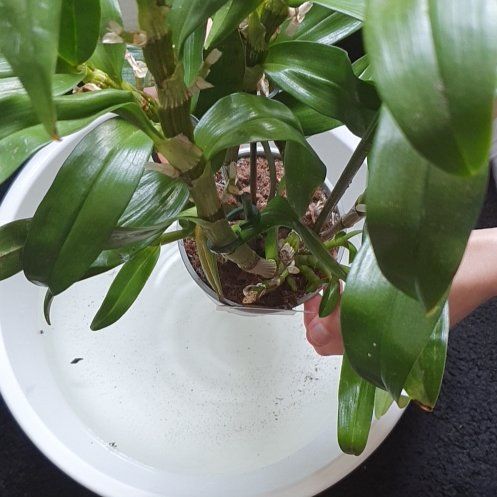 Photo of the plant species Dendrobium Love Memory Fizz by @SpiffyVaccaria named Snöblomma on Greg, the plant care app