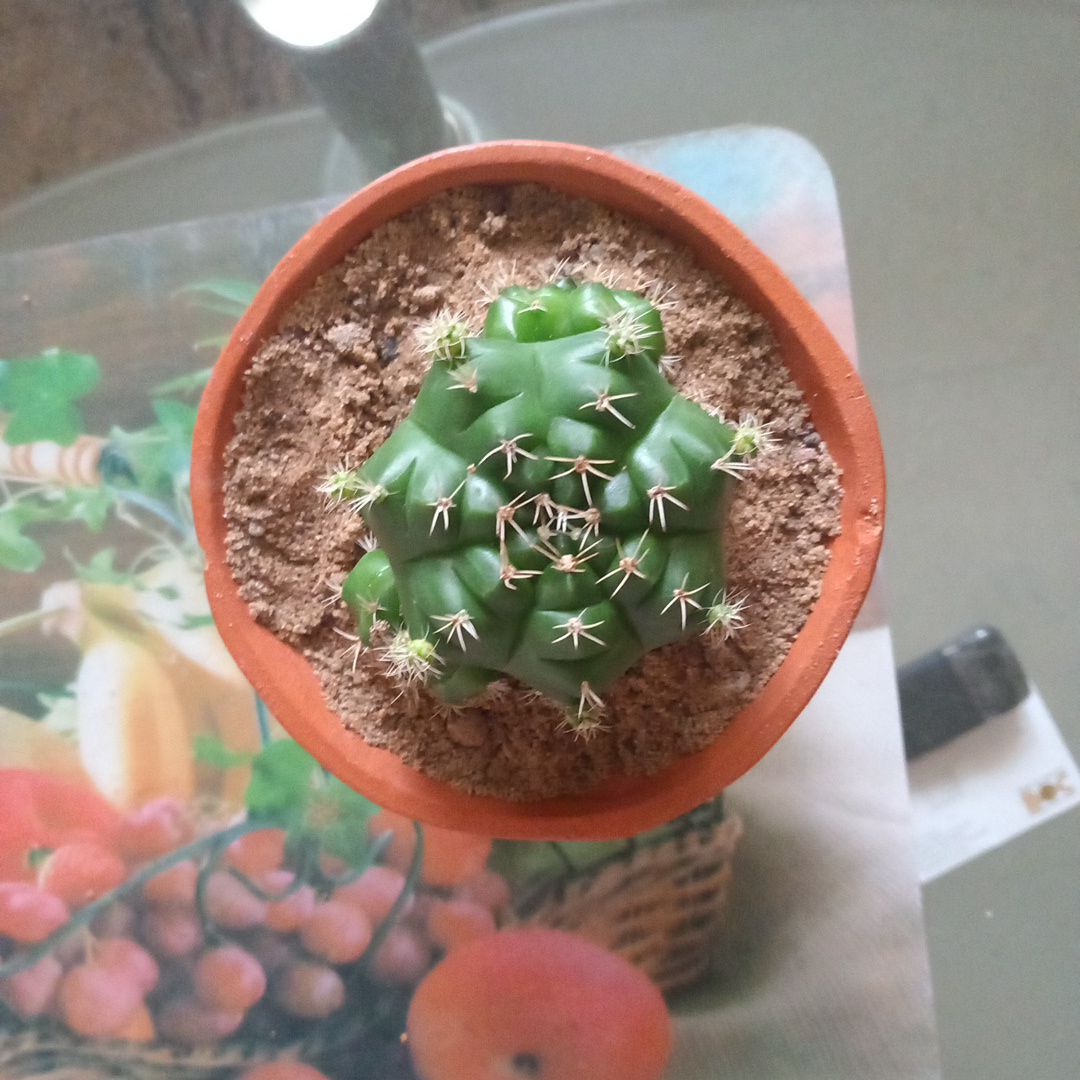 Photo of the plant species Purple Blush by @HeroDyersrocket named Lupe on Greg, the plant care app