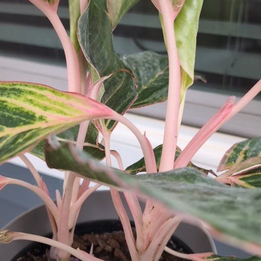 Photo of the plant species aglaonema moonstone by @MotherGroundsel named Scarlett on Greg, the plant care app