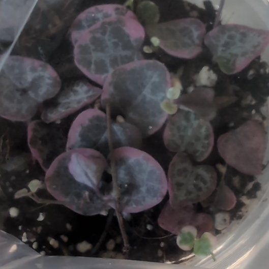 Photo of the plant species Variegated String of Hearts by @MotherGroundsel named Queen on Greg, the plant care app