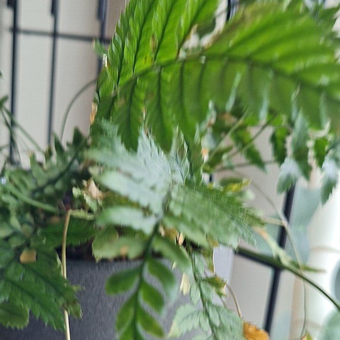 Photo of the plant species Knudsen's Birdnest Fern by @Sillyne named Fernando on Greg, the plant care app