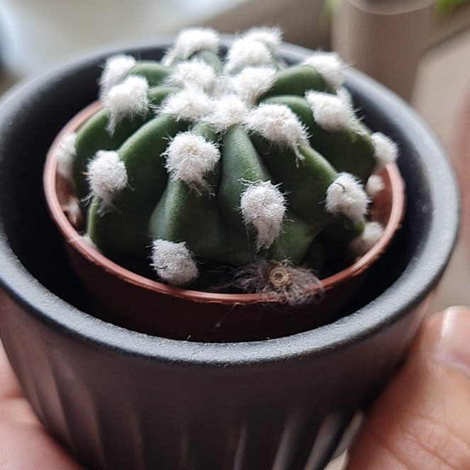 Photo of the plant species Domino Cactus by @Sillyne named Elle on Greg, the plant care app