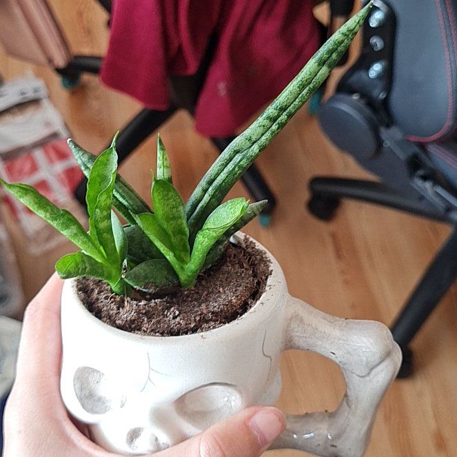 Photo of the plant species Elephant Tusk by @Sillyne named Darwin on Greg, the plant care app