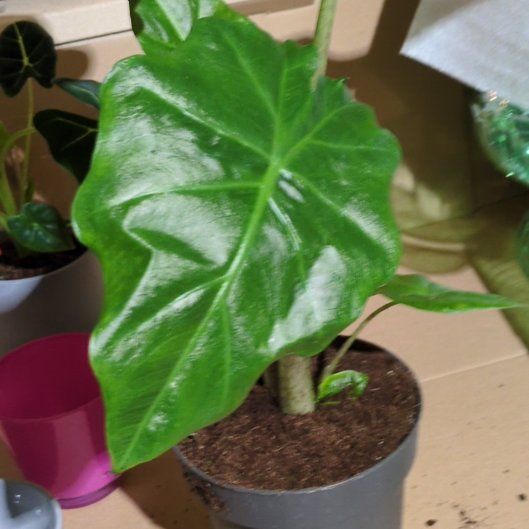 Photo of the plant species Alocasia portadora by @Sillyne named Girlfrond on Greg, the plant care app