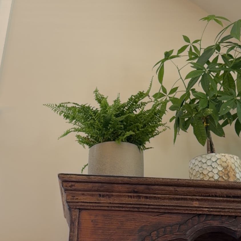 Photo of the plant species fluffy ruffle fern by @CooperPlantFam named Hemingway on Greg, the plant care app