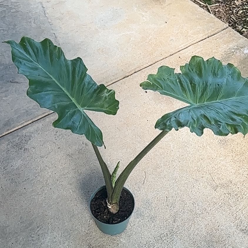 Alocasia 'Low Rider' plant with two large green leaves in a pot on a concrete surface.