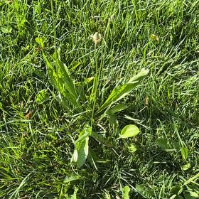 Photo of the plant species Narrowleaf Plantain by @ZestfulGabisan named Harmony on Greg, the plant care app
