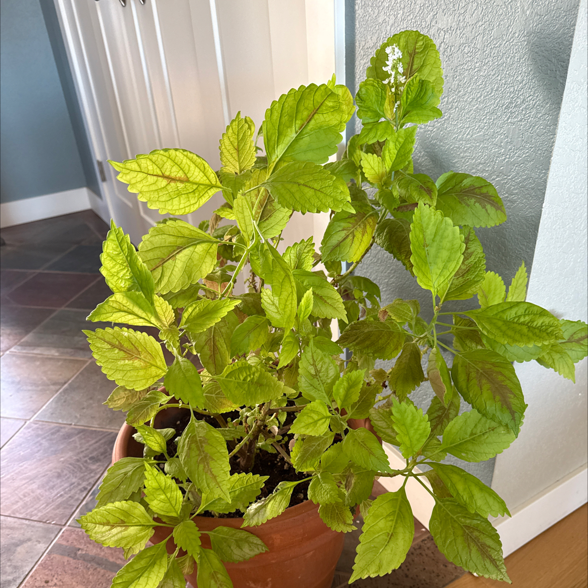 Photo of the plant species Coleus inferno by @EnjoyablePotato named Mochi on Greg, the plant care app