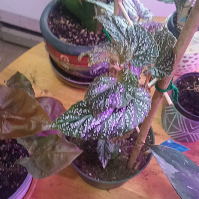 Photo of the plant species Begonia 'Pink Spot' by @MiracleBlinks named Harper on Greg, the plant care app