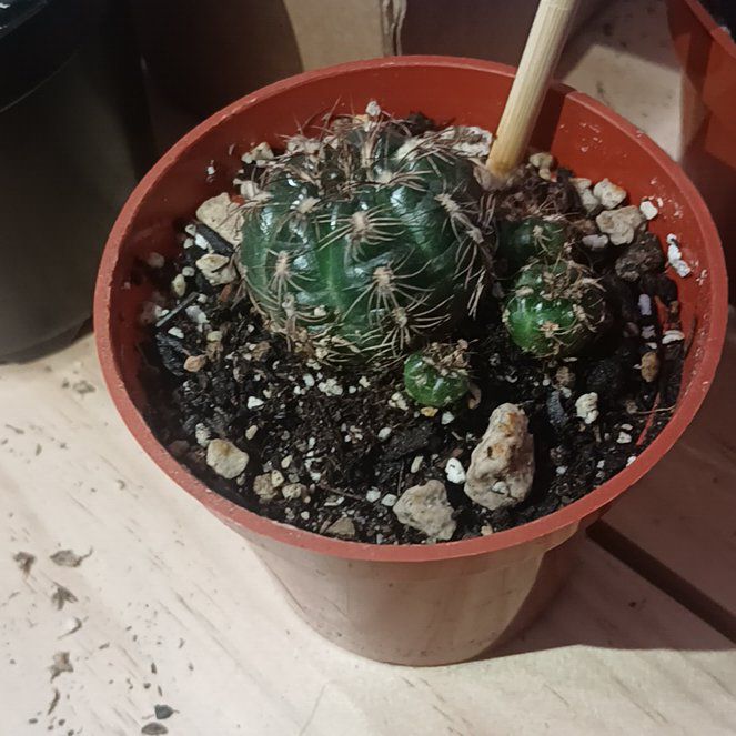 Photo of the plant species Bruch's Chin Cactus by @MiracleBlinks named Kantilo on Greg, the plant care app