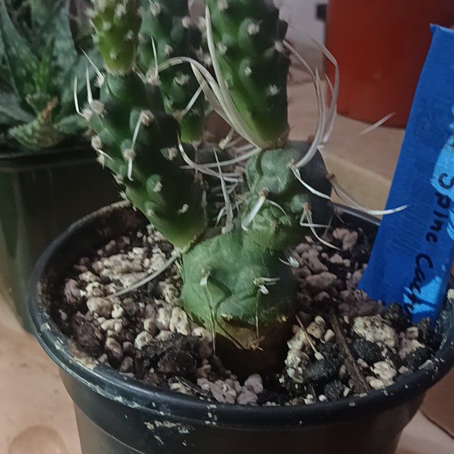 Photo of the plant species White Paper Spine Cactus by @MiracleBlinks named Doodle bob on Greg, the plant care app