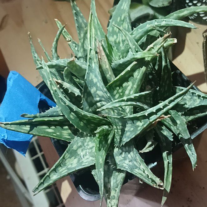 Photo of the plant species Aloe descoingsii var. descoingsii by @MiracleBlinks named Fiddle butt on Greg, the plant care app