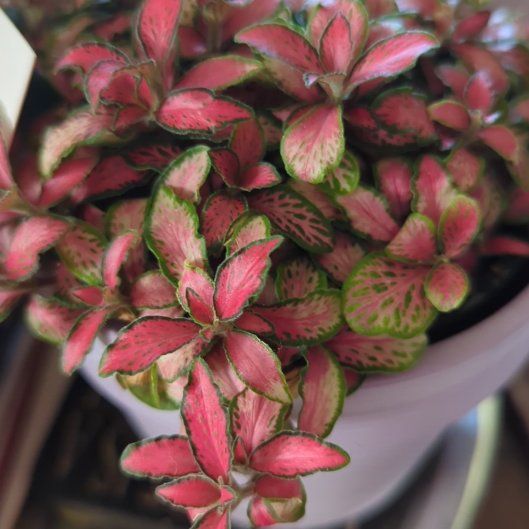 Photo of the plant species Nerve Plant by @ChiefBlueprince named Messi on Greg, the plant care app