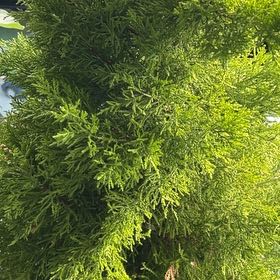 Photo of the plant species Monterey Cypress by @SelectMira named Sir Plancelot on Greg, the plant care app