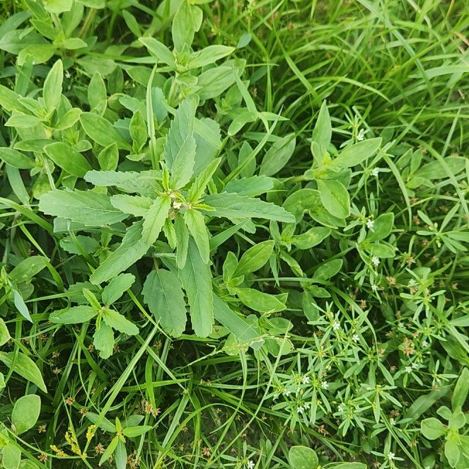 Photo of the plant species Tropic Croton by @RevealingMizuna named Stella on Greg, the plant care app