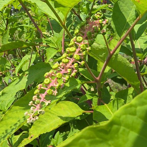 Photo of the plant species American Pokeweed by @RevealingMizuna named Lola on Greg, the plant care app