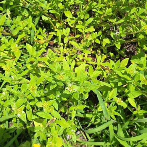 Photo of the plant species American Knotweed by @RevealingMizuna named Forrest on Greg, the plant care app