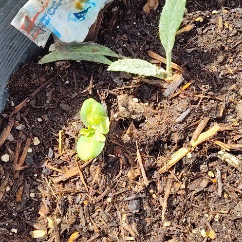 Photo of the plant species Globe Artichoke by @GnarlyQuenepa named Daphne on Greg, the plant care app