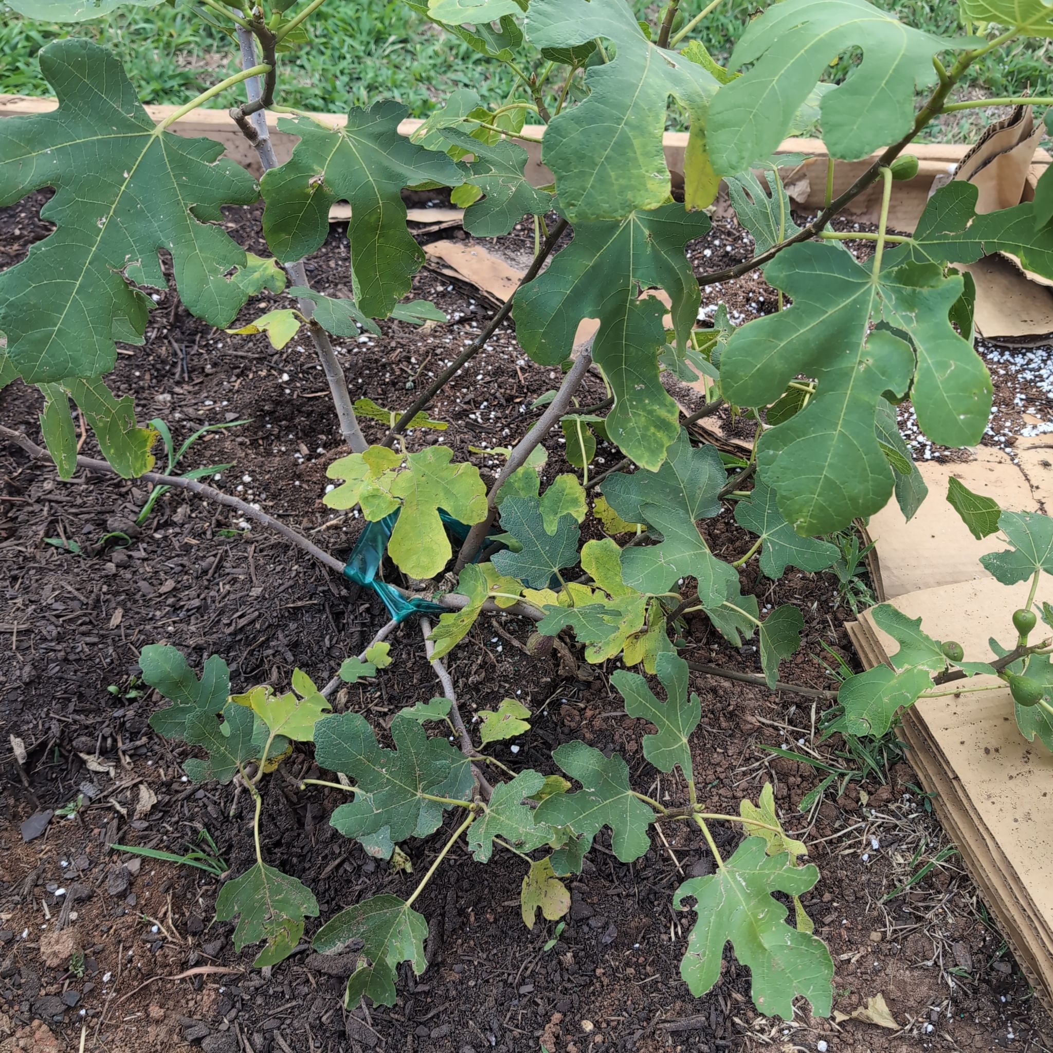 Photo of the plant species LSU Purple Fig by @atropos1312 named Figyonce on Greg, the plant care app