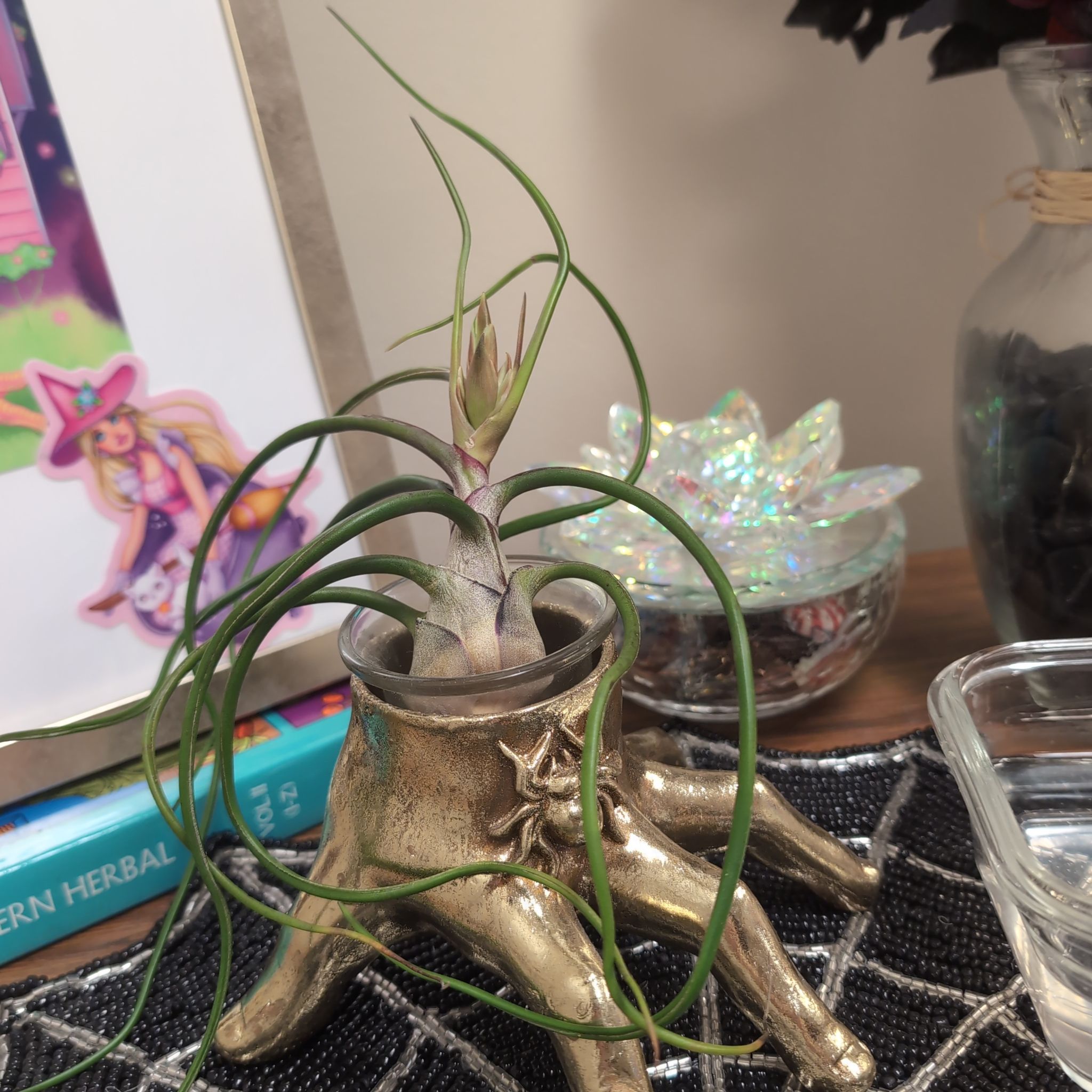 Photo of the plant species Guatemala Air Plant by @atropos1312 named Sanders on Greg, the plant care app