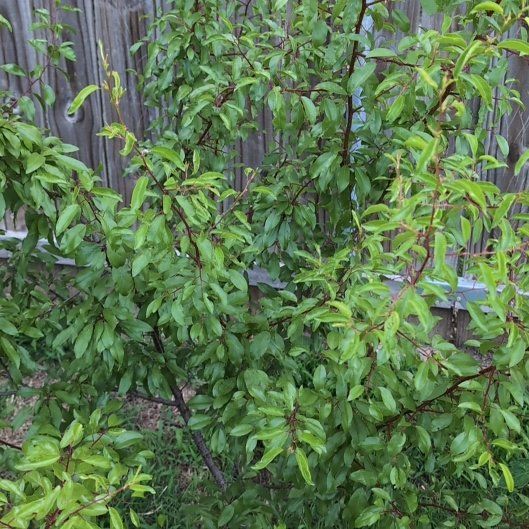 Photo of the plant species Cherokee Plum by @atropos1312 named Luna on Greg, the plant care app
