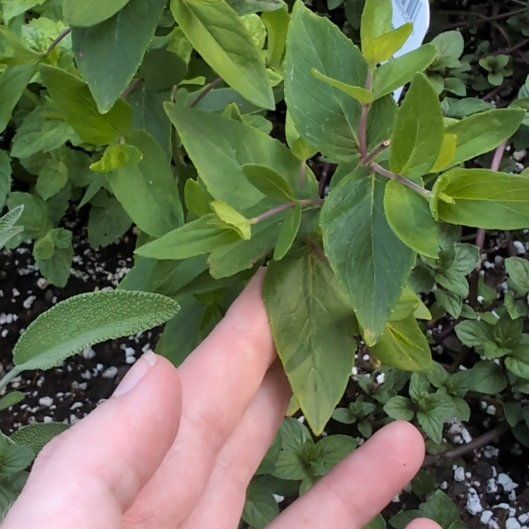 Photo of the plant species Blunt Mountain Mint by @atropos1312 named Leaf Erickson on Greg, the plant care app