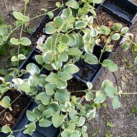 Photo of the plant species Intermediate Periwinkle by @SereneMuntingia named Prince on Greg, the plant care app