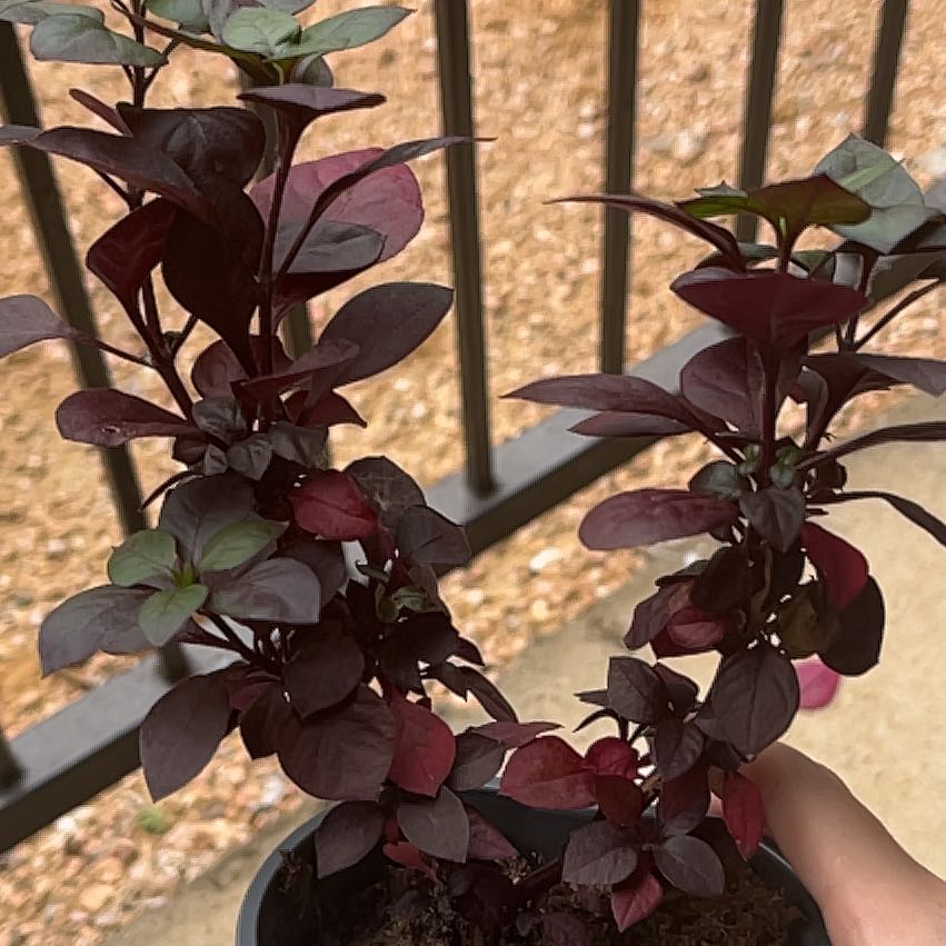 Photo of the plant species Plum Dandy by @SoulfullyAlbo named Aria on Greg, the plant care app