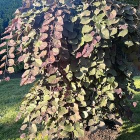 Photo of the plant species Caribbean Copper Plant by @SharpTozzia named Ronaldo on Greg, the plant care app